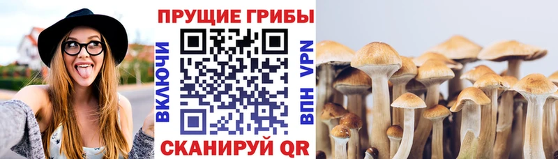 Купить  Дмитриев  Галлюциногенные грибы ЛСД 